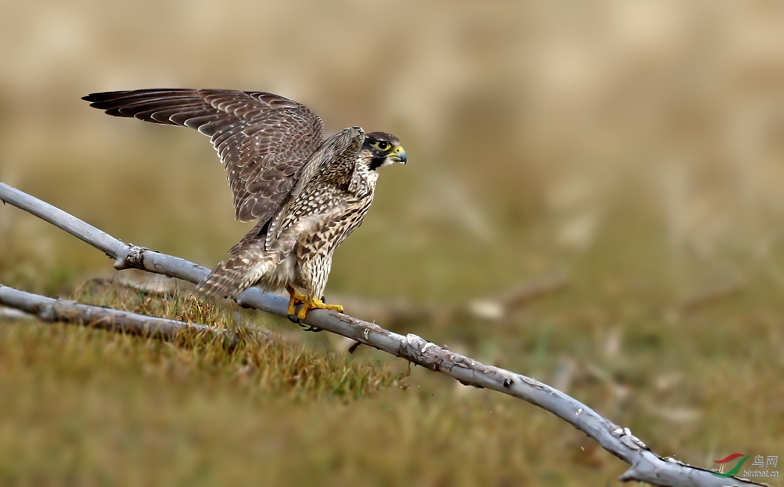 展翅欲飞的游隼