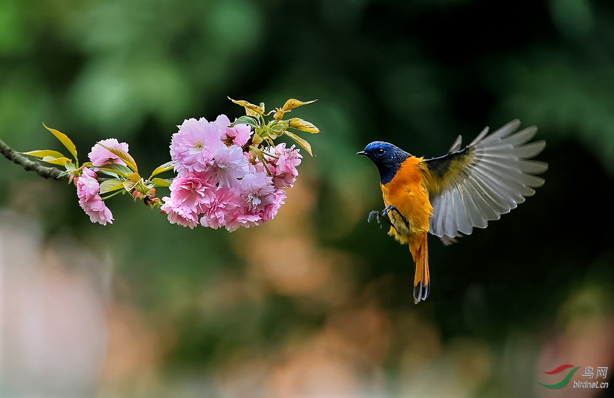 春舞的蓝额红尾鸲
