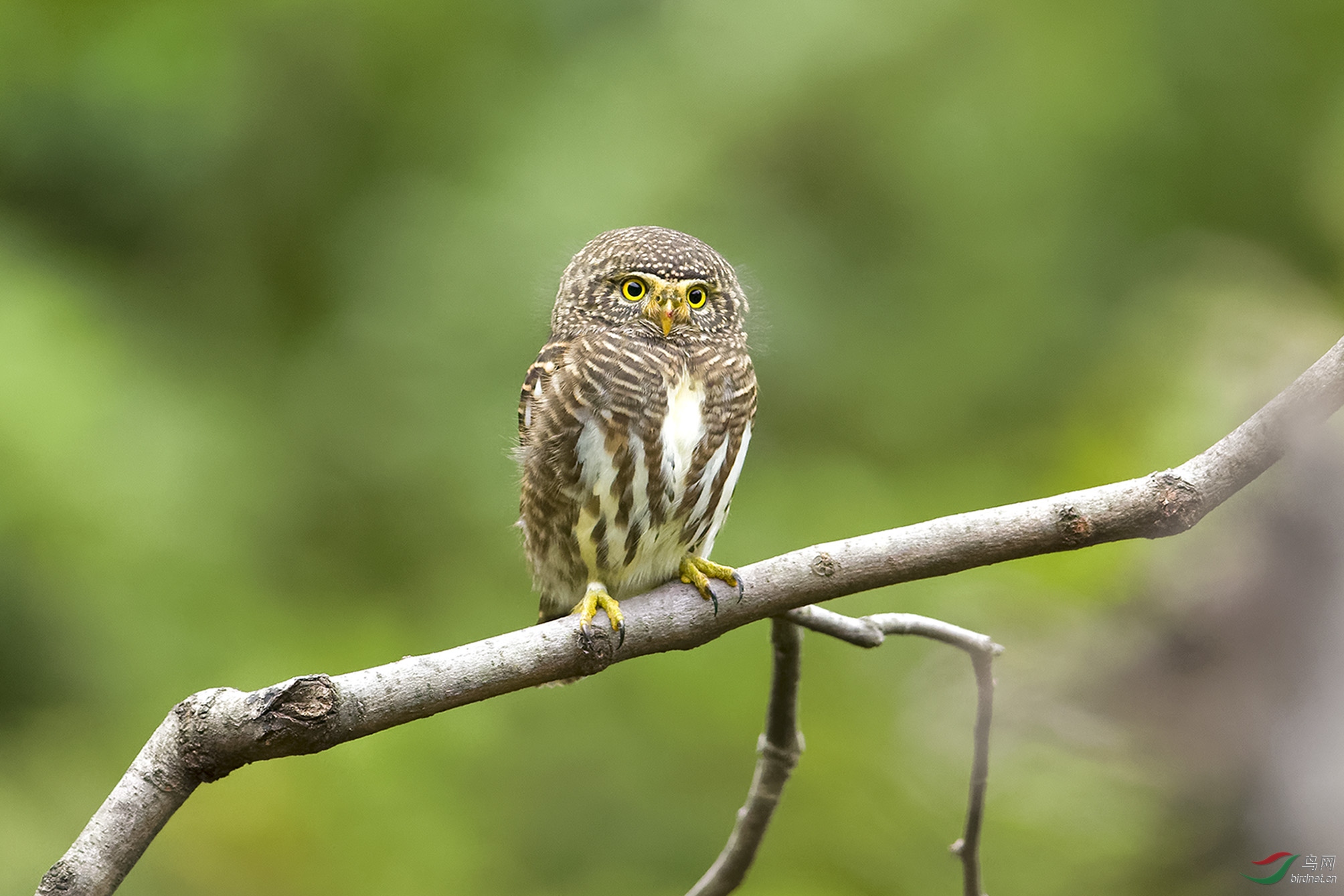 会变脸的领鸺鹠
