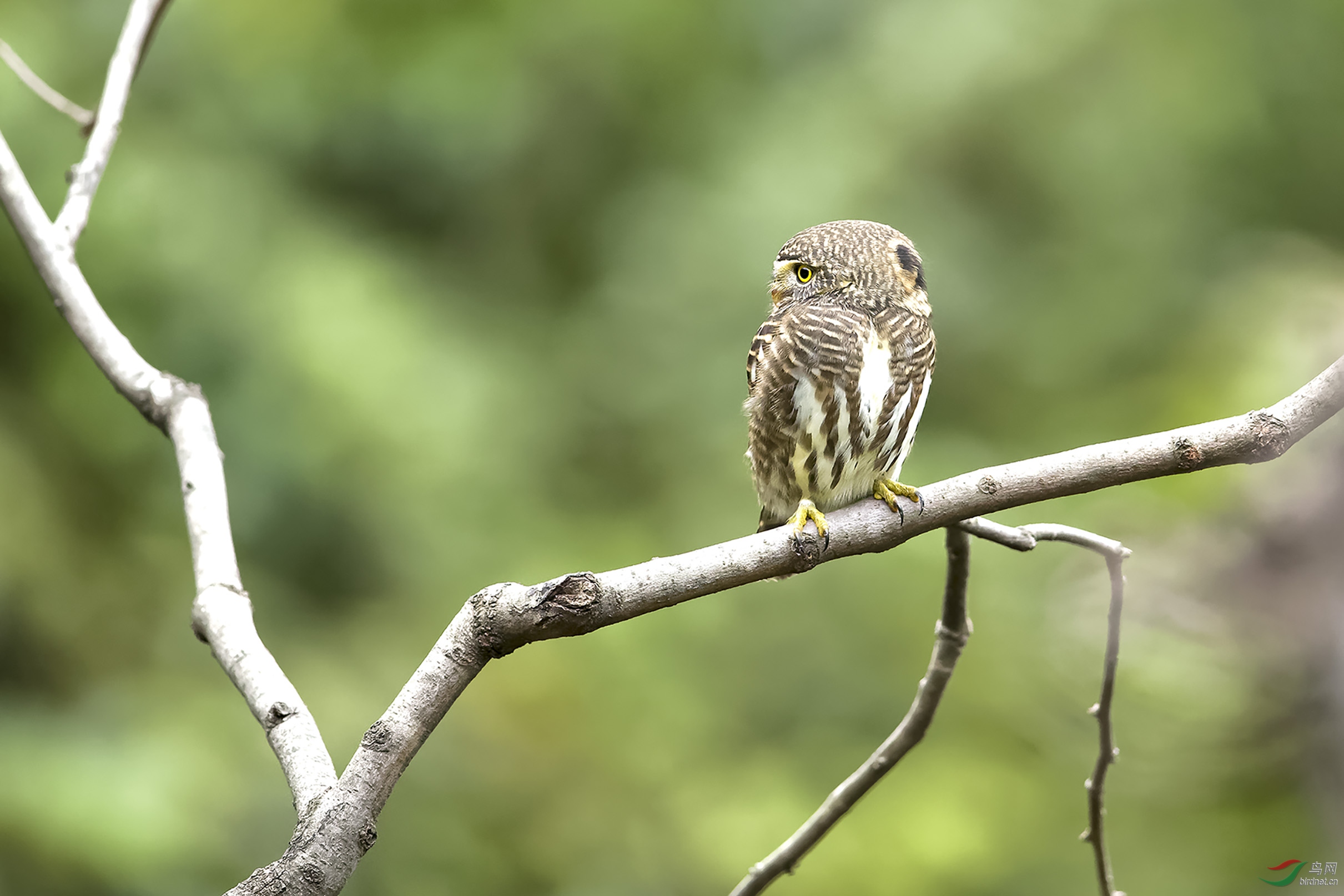 会变脸的领鸺鹠