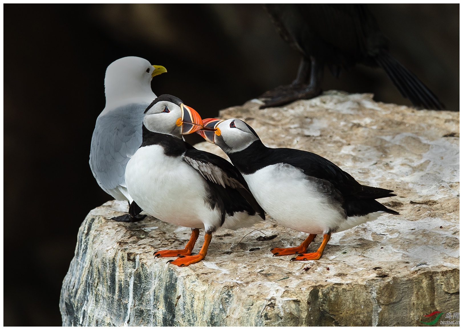 (北极海鹦)~~~旁若无人的亲热