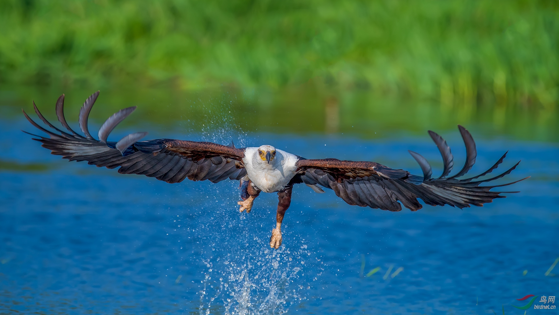 非洲海雕期待与老师们年会相聚