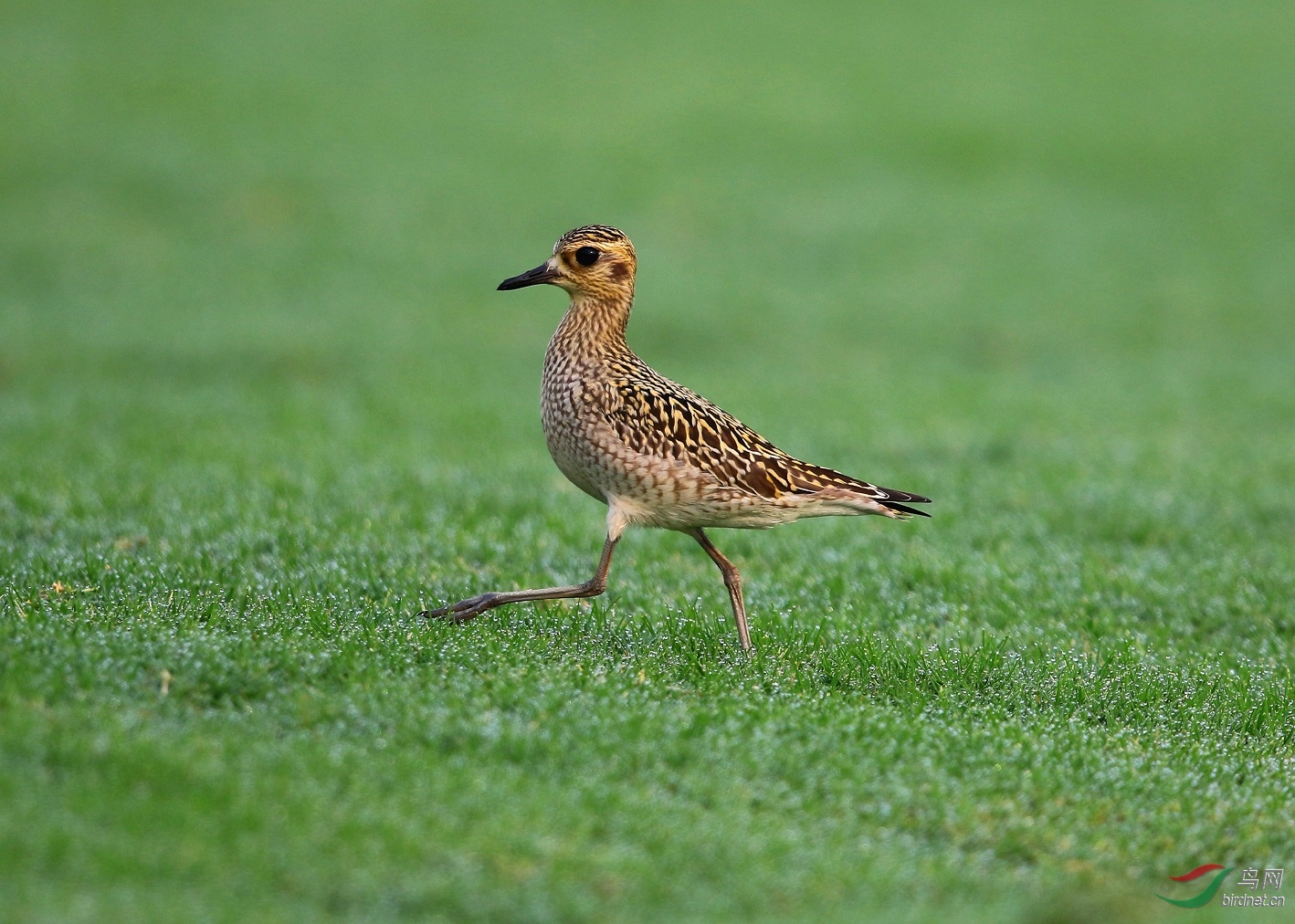 林鸟金鸻正步走恭贺获得每日精华