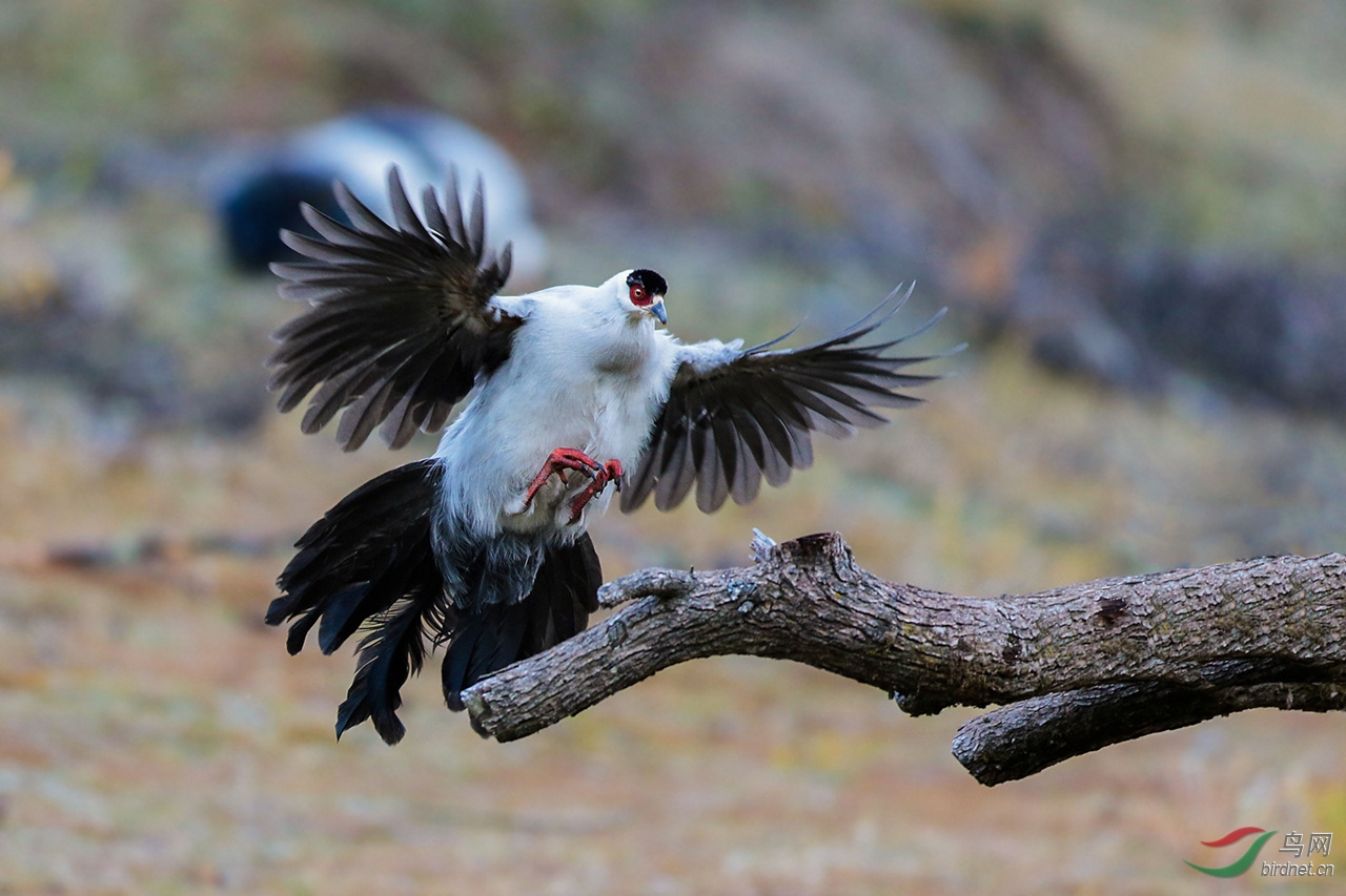 会飞的鸡白马鸡