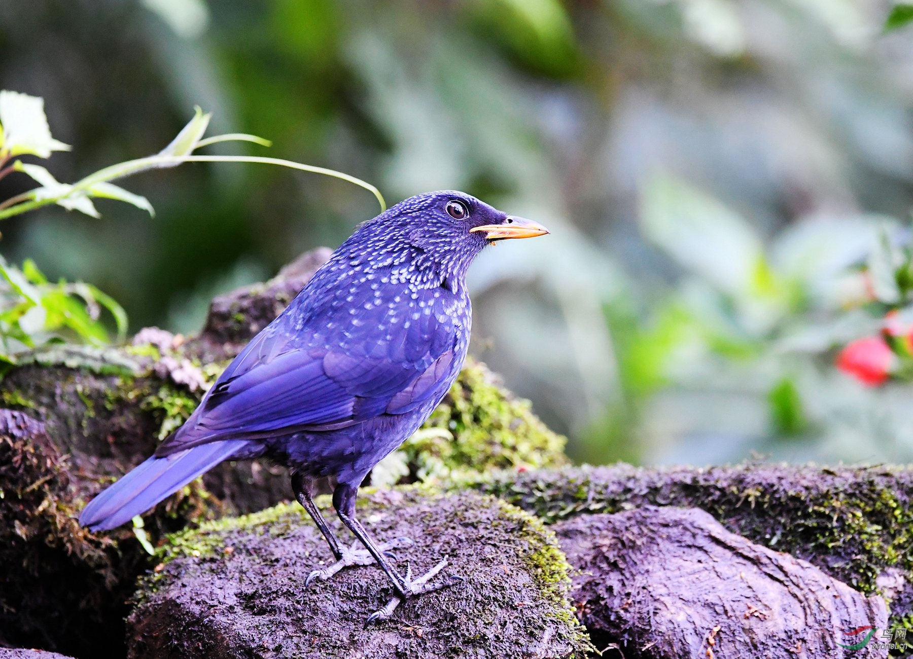 紫色鸟