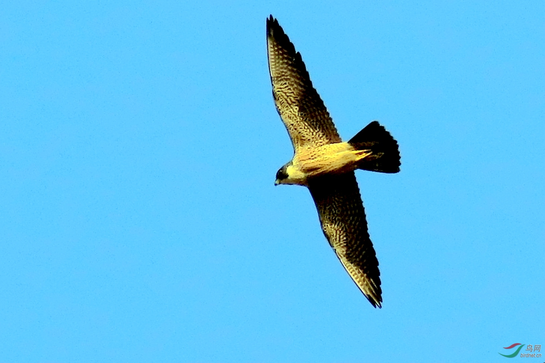 空中翱翔的鹰隼