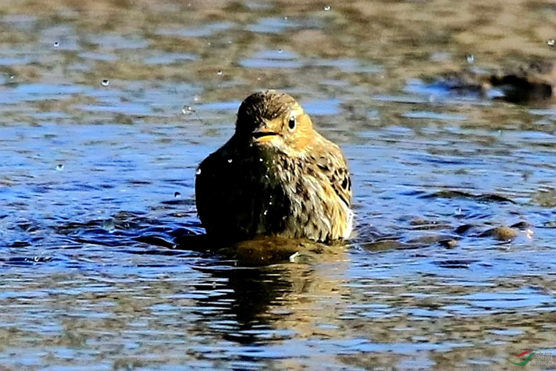 爱洗澡的水鹨鸟