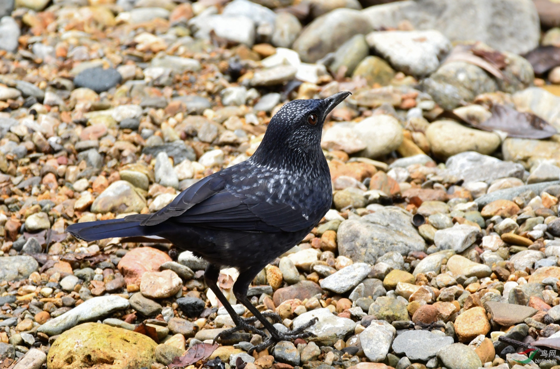 羞于见人的蓝色妖姬20171122
