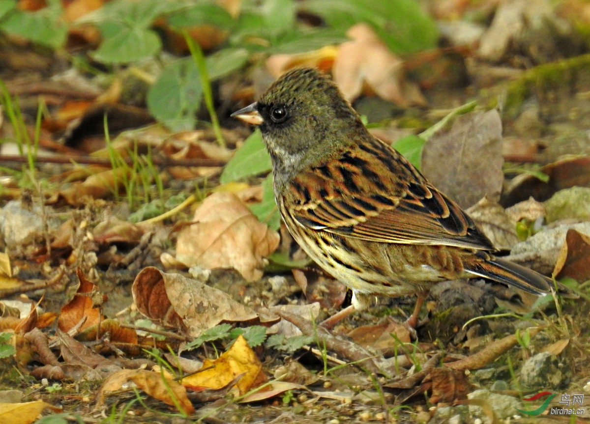 DSCN9479 ����.jpg