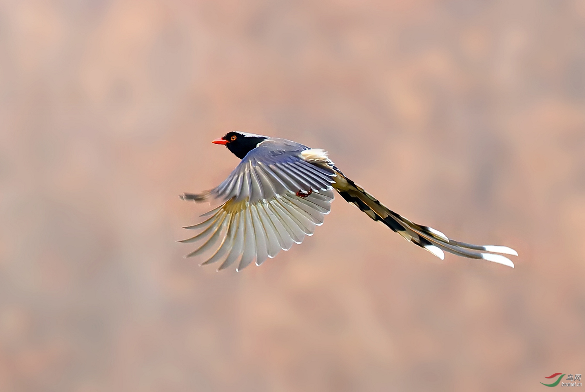 飞翔的红嘴蓝鹊