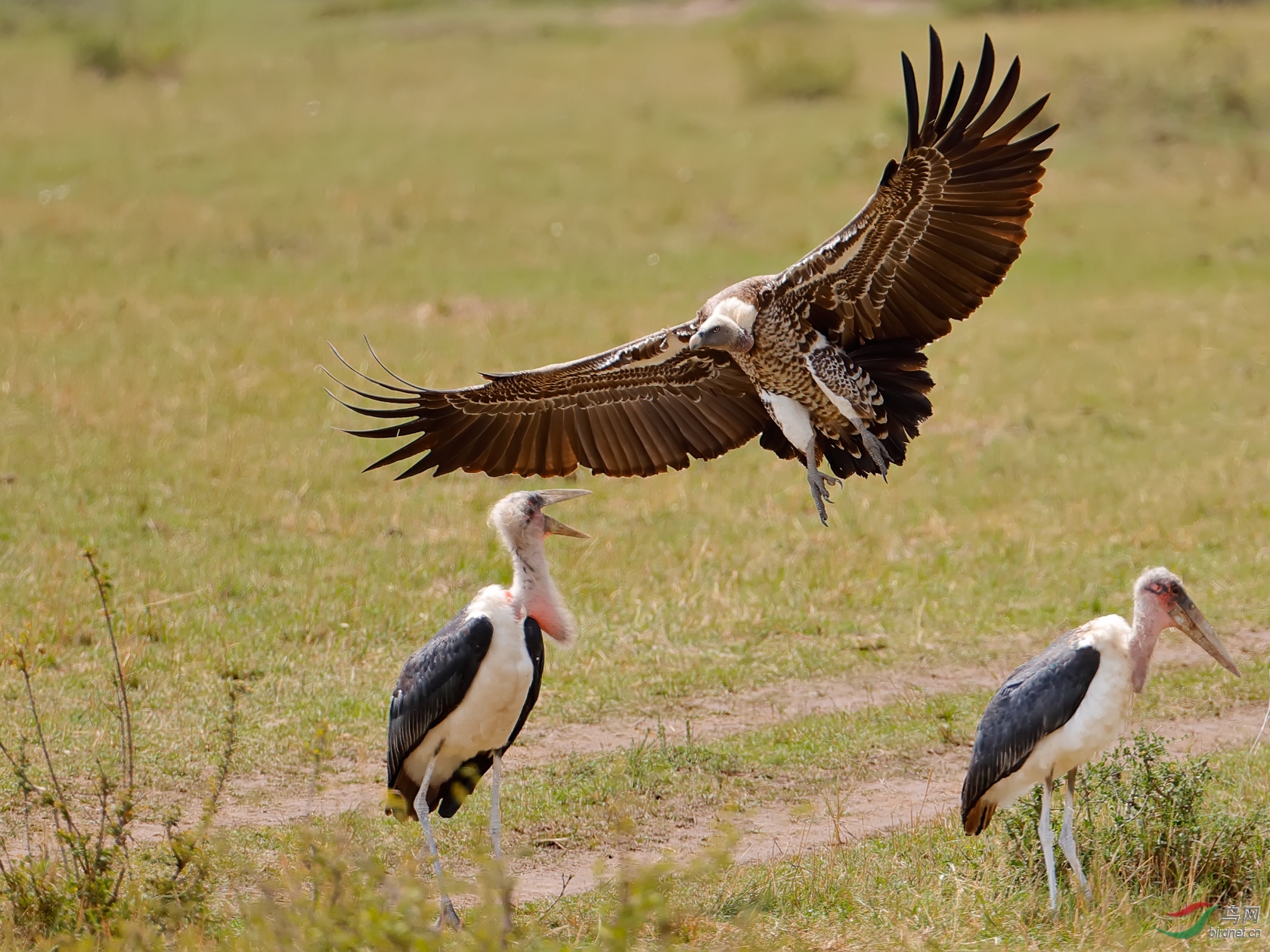 黑白兀鹫与秃鹳