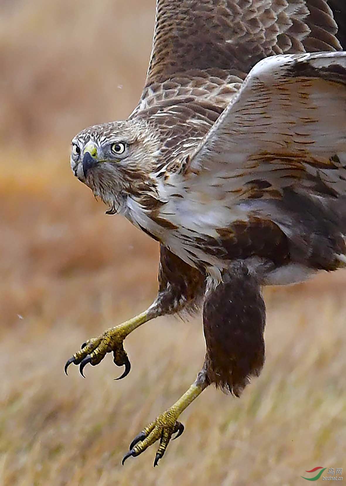 草原霸主——大鵟