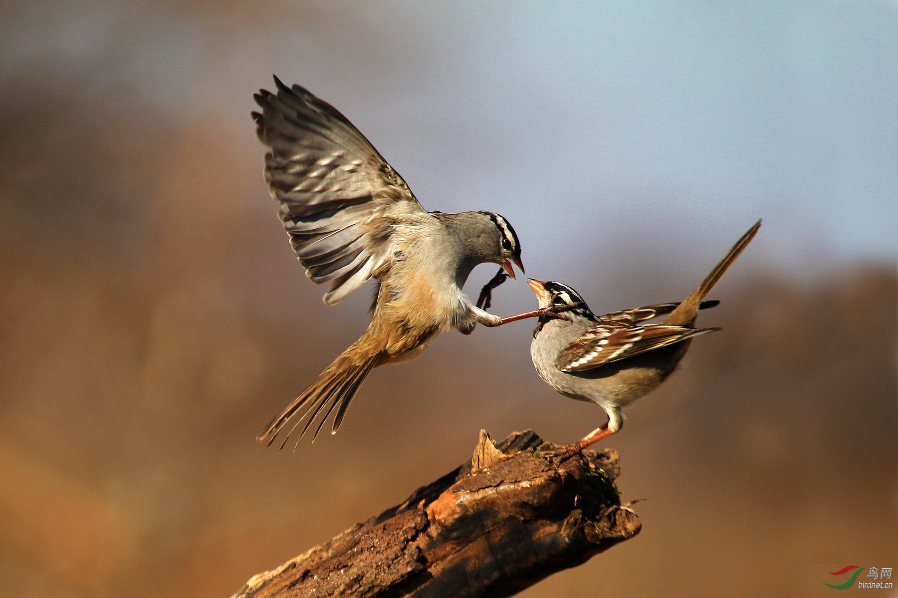 林鸟白冠带鹀白冠带鹀爱列入世界自然保护联国际盟