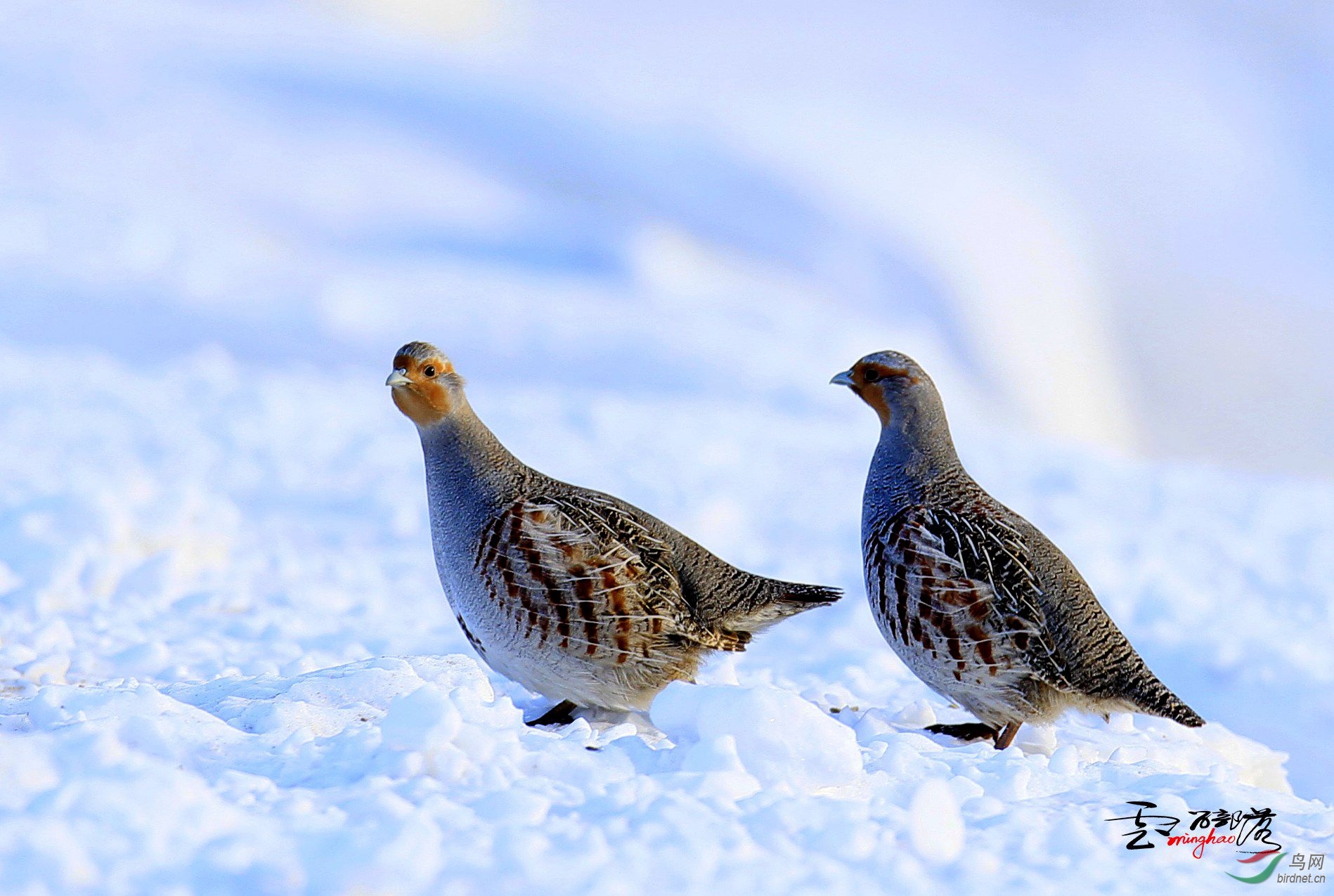(灰山鹑)灰山鹑(祝贺荣获首页精华!