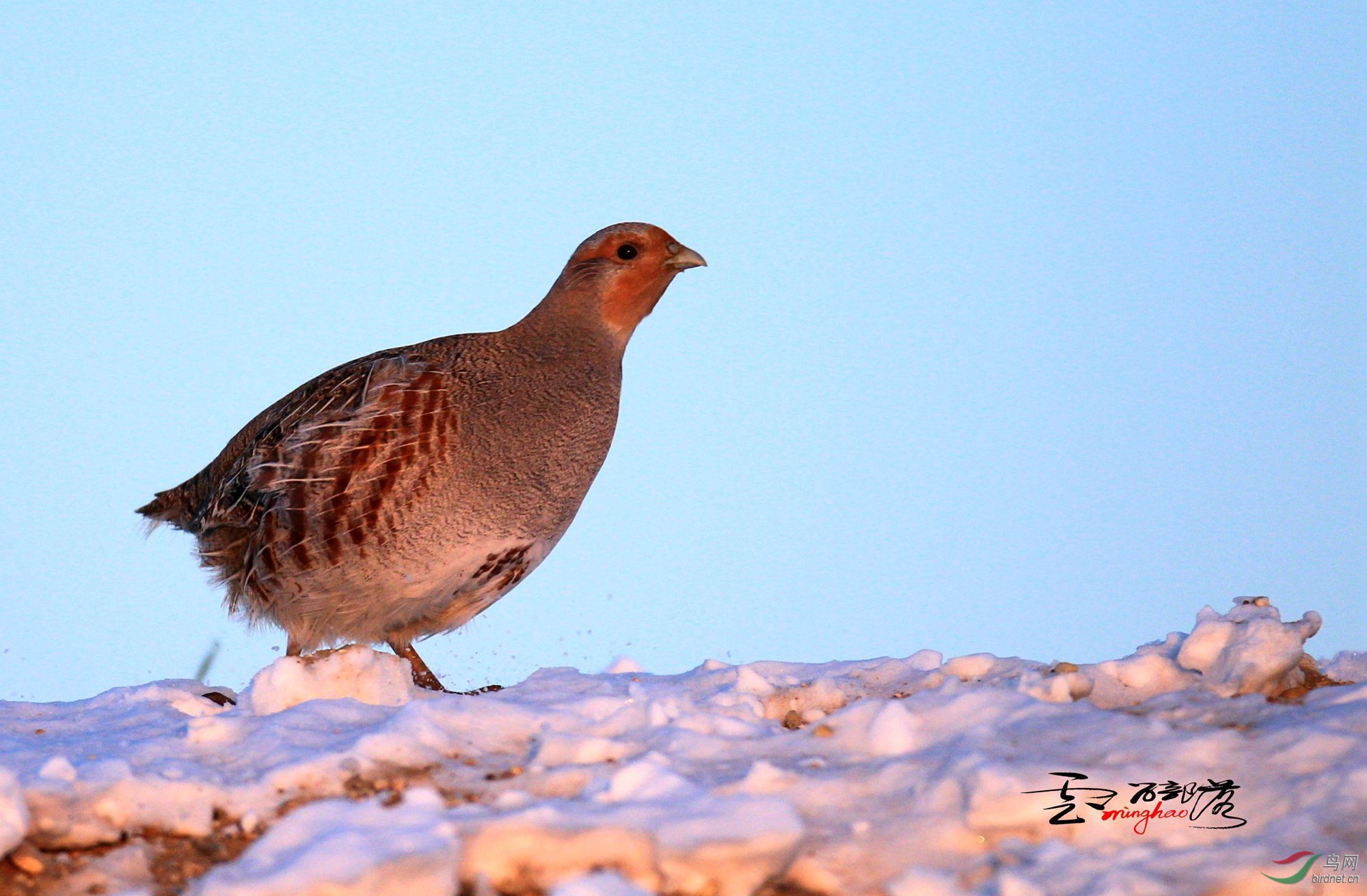 (灰山鹑)灰山鹑(祝贺荣获首页精华!