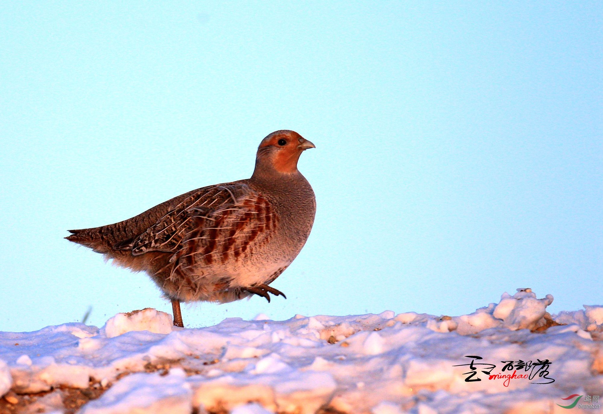 (灰山鹑)灰山鹑(祝贺荣获首页精华!