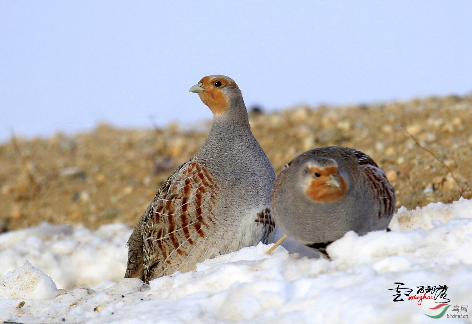 (灰山鹑)灰山鹑(祝贺荣获首页精华!