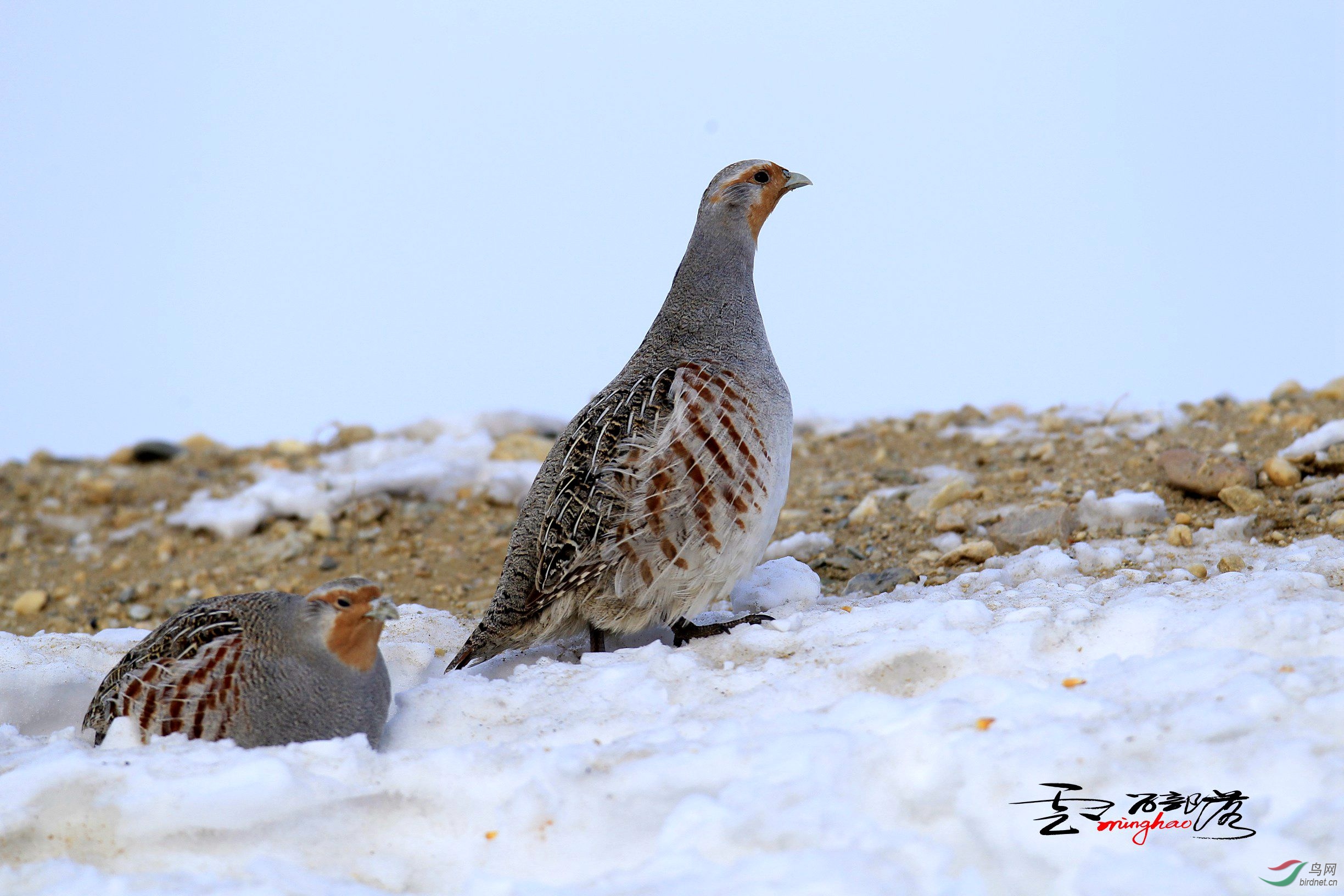 (灰山鹑)灰山鹑(祝贺荣获首页精华!