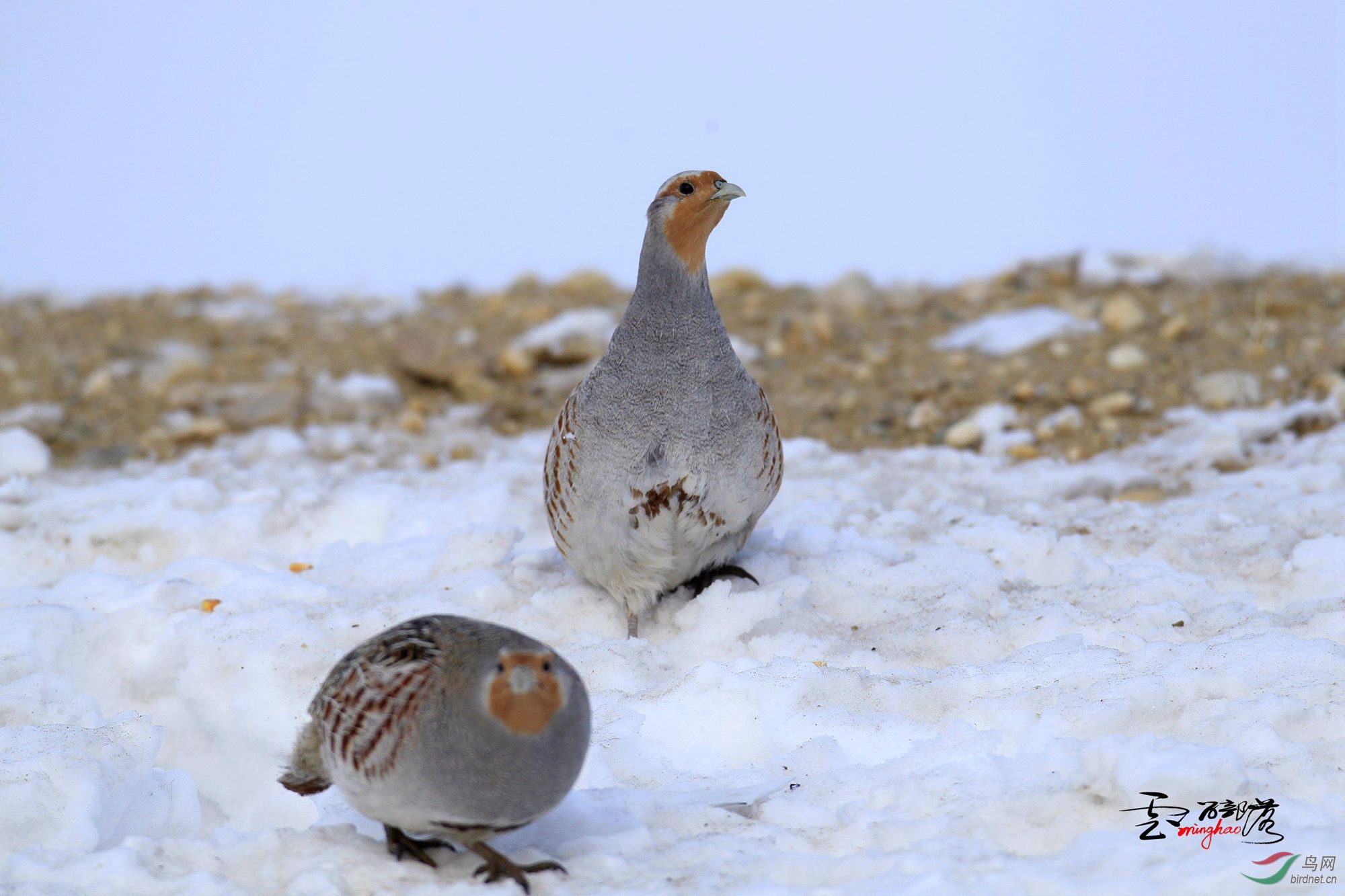 (灰山鹑)灰山鹑(祝贺荣获首页精华!