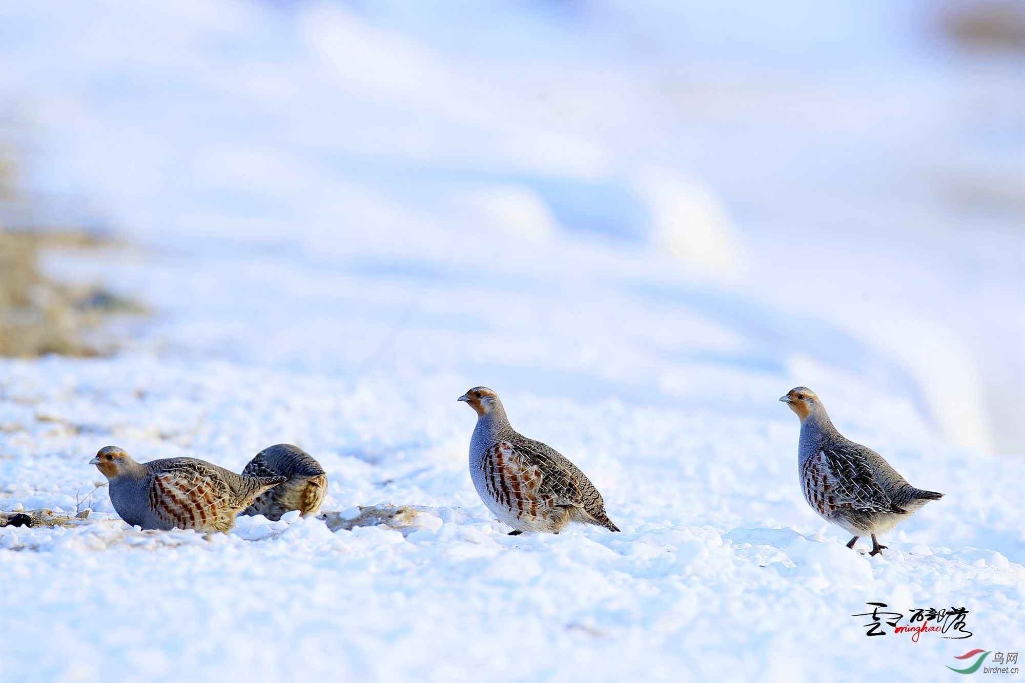 (灰山鹑)灰山鹑(祝贺荣获首页精华!