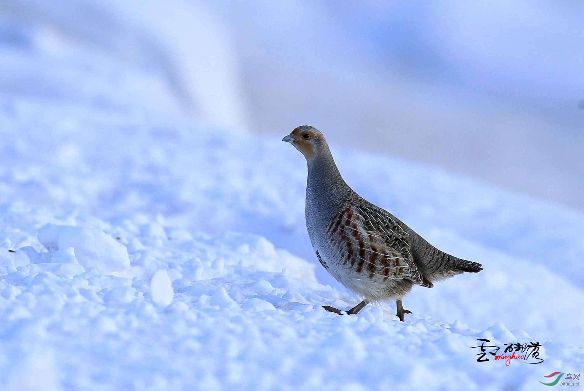 (灰山鹑)灰山鹑(祝贺荣获首页精华!