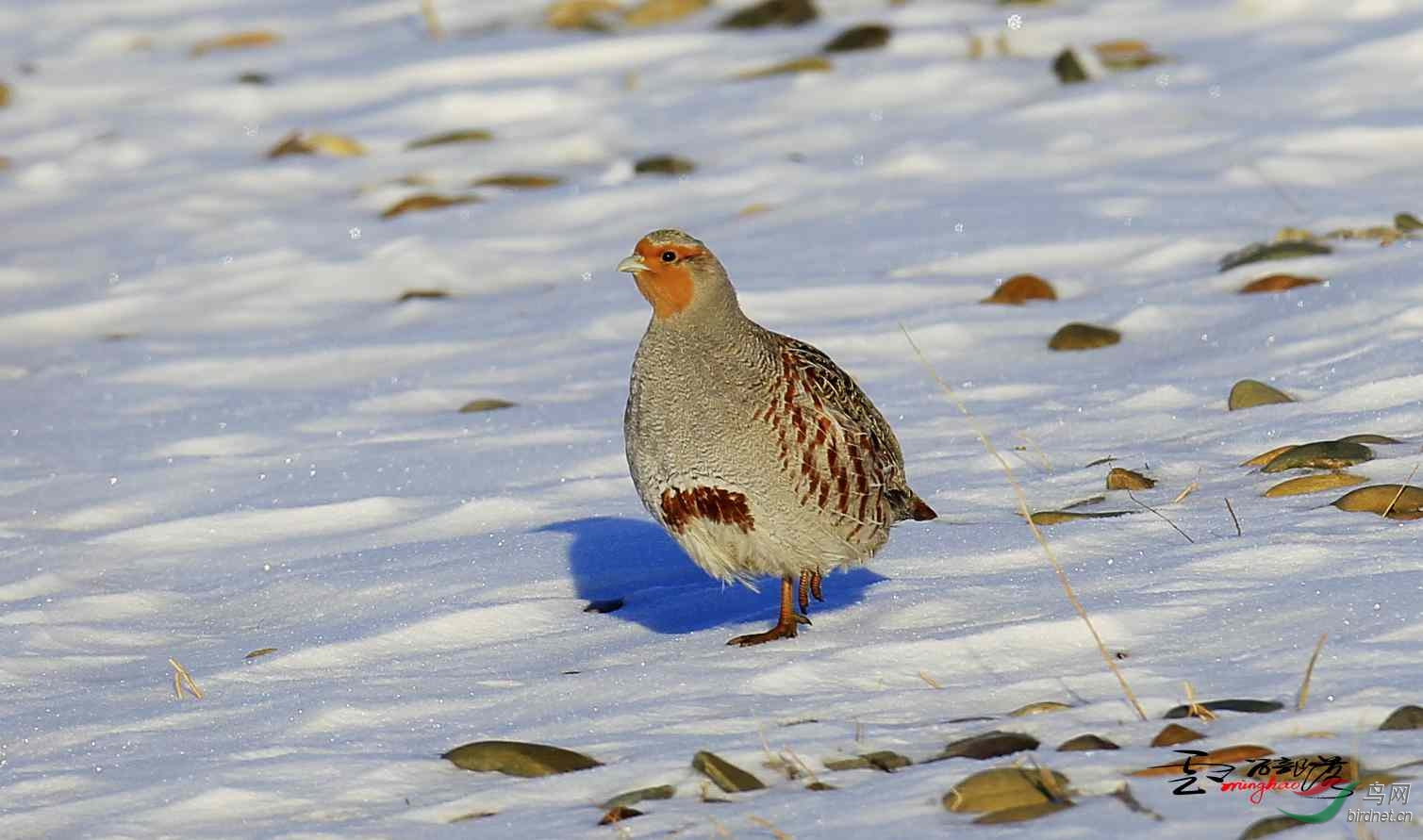 (灰山鹑)灰山鹑(祝贺荣获首页精华!
