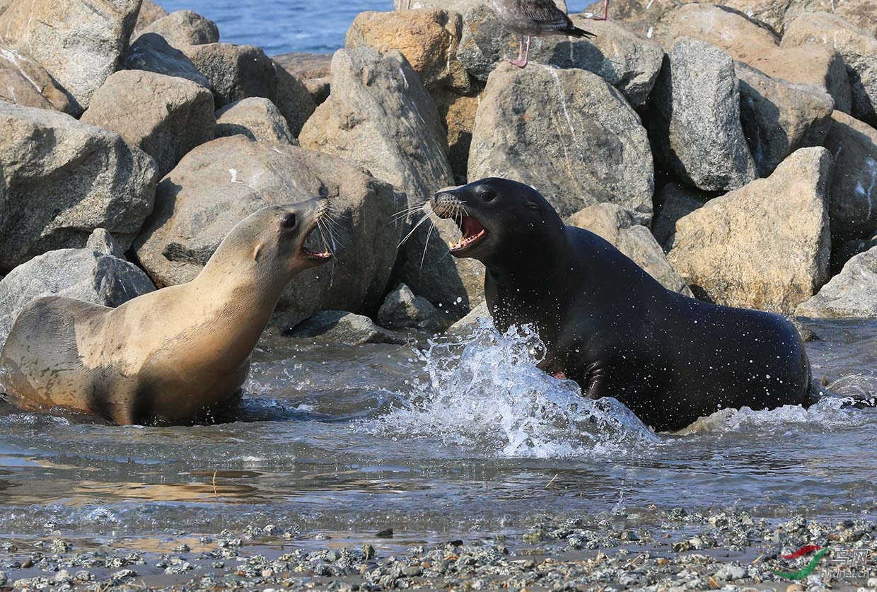 海豹对唱
