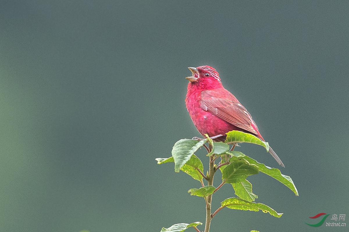 [林鸟] 鸣----贺鸟已飞过老师荣任北京版主
