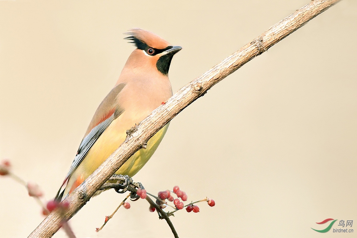 贺鸟已飞过老师荣任北京版版主