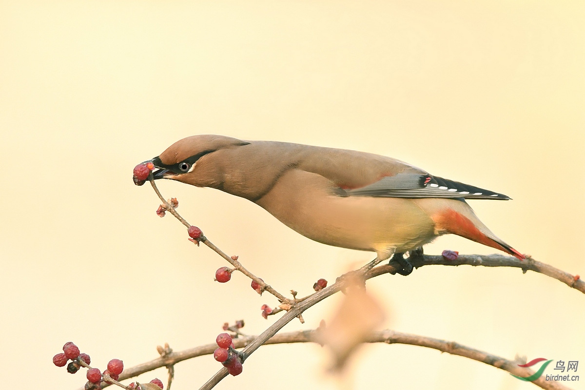 贺鸟已飞过老师荣任北京版版主