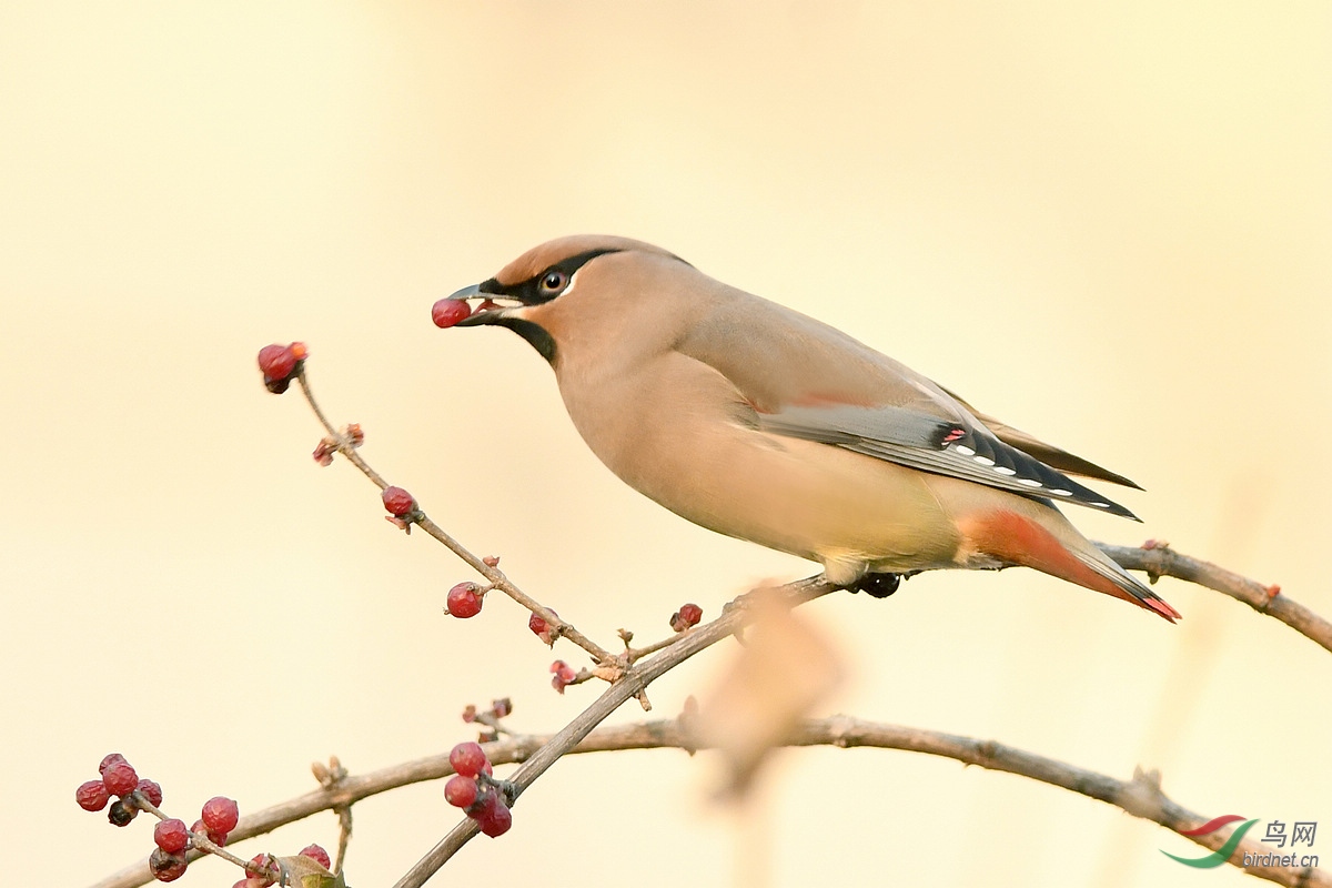 贺鸟已飞过老师荣任北京版版主