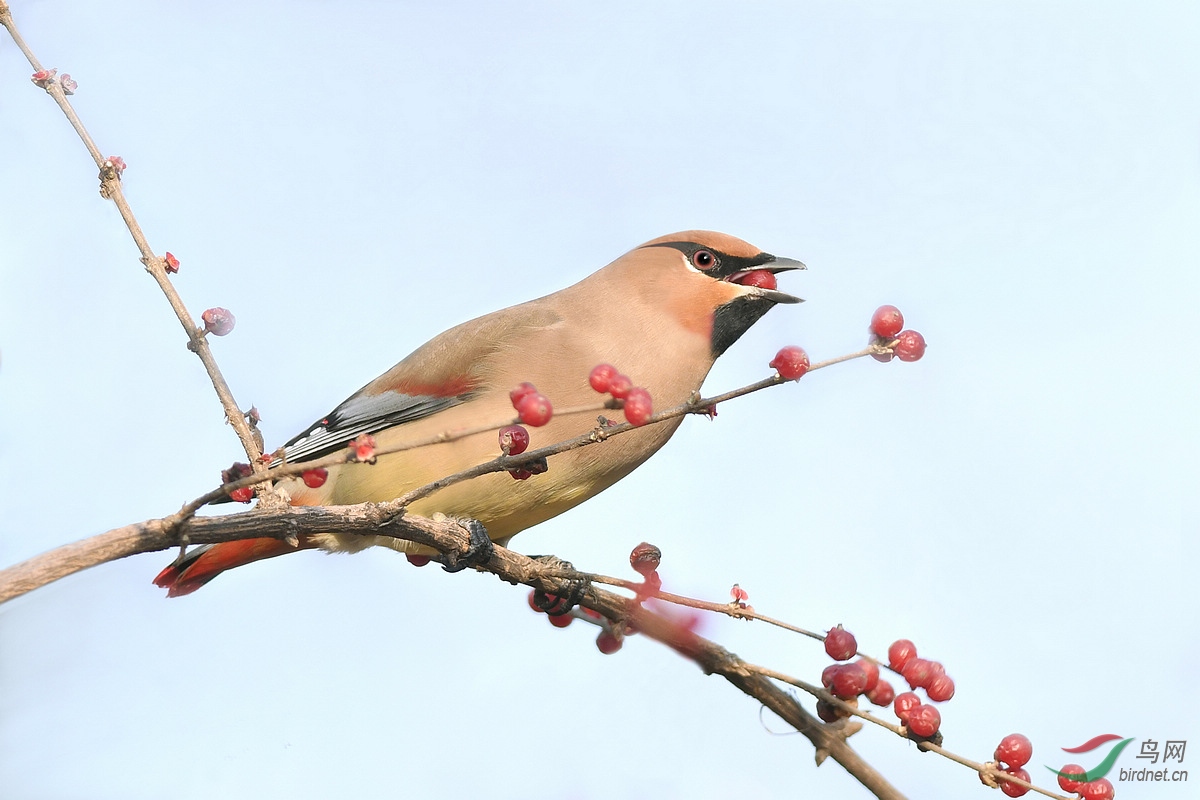 贺鸟已飞过老师荣任北京版版主
