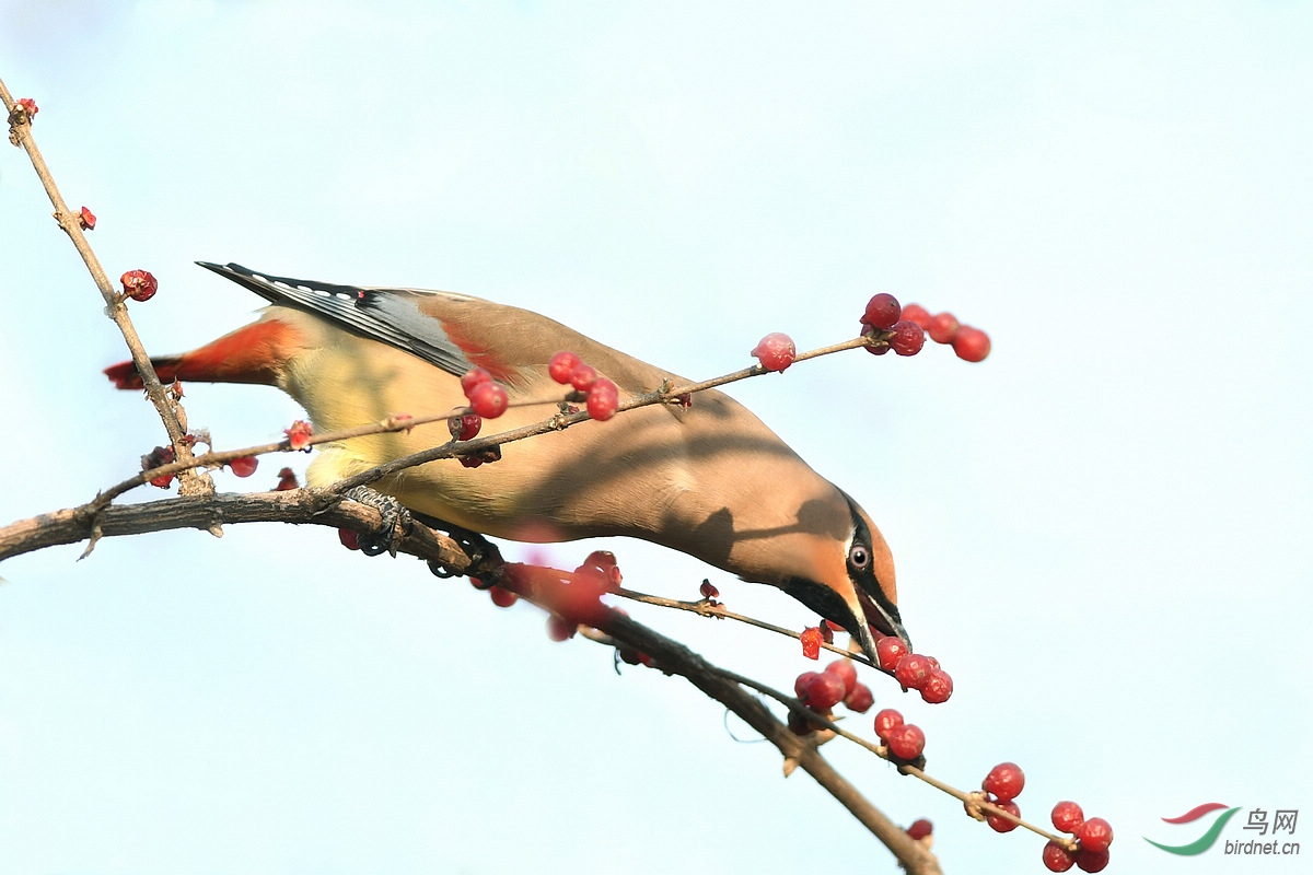贺鸟已飞过老师荣任北京版版主