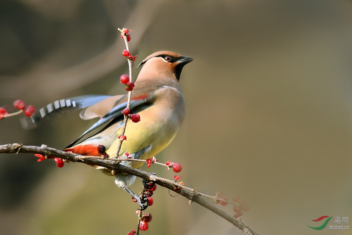 贺鸟已飞过老师荣任北京版版主