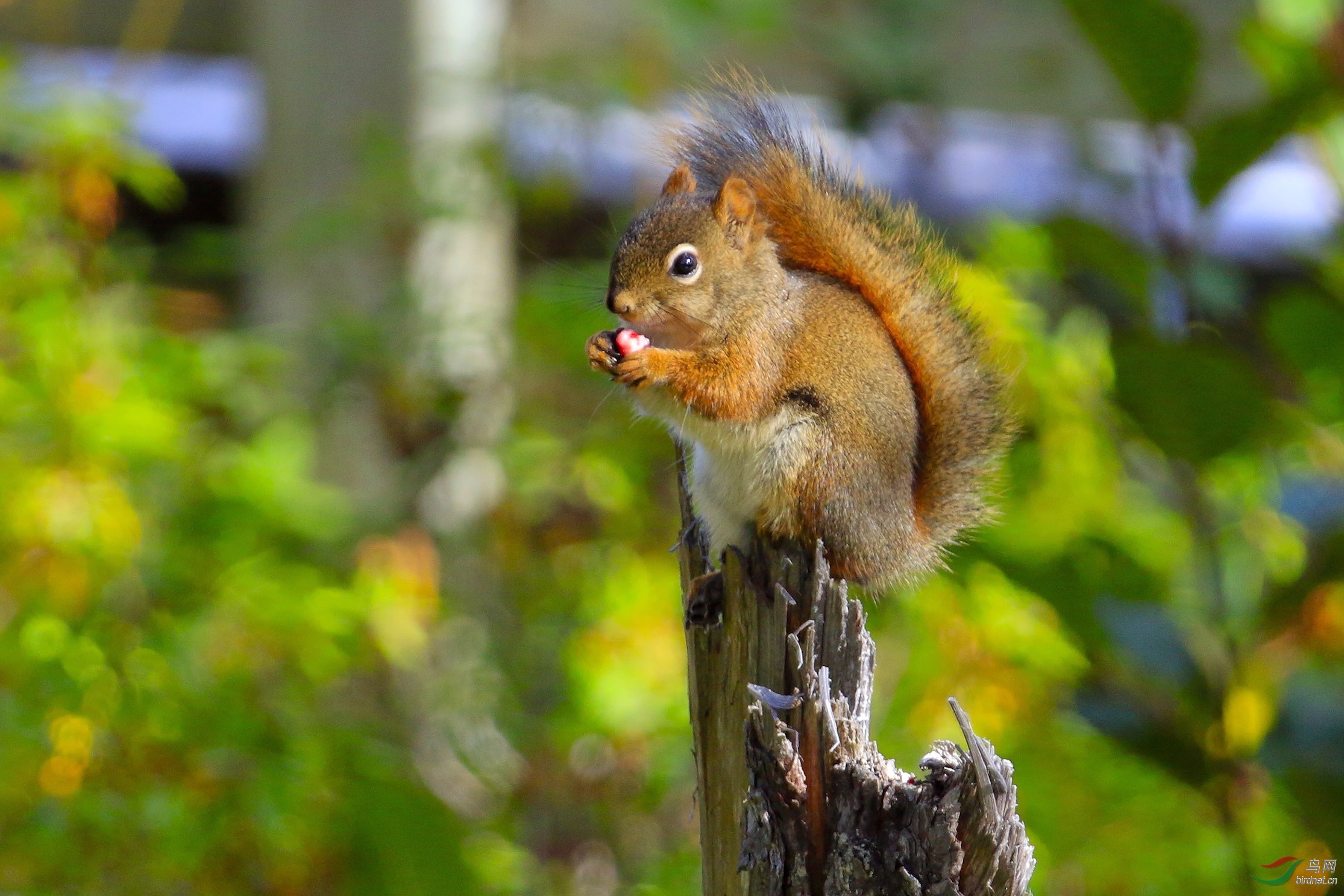 享受美食的红松鼠