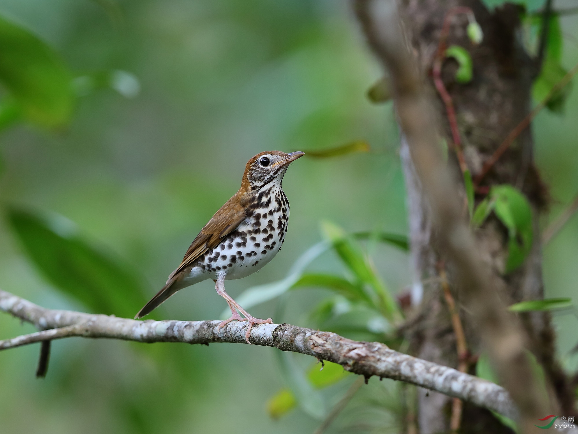 棕林鸫17_f9131.jpg