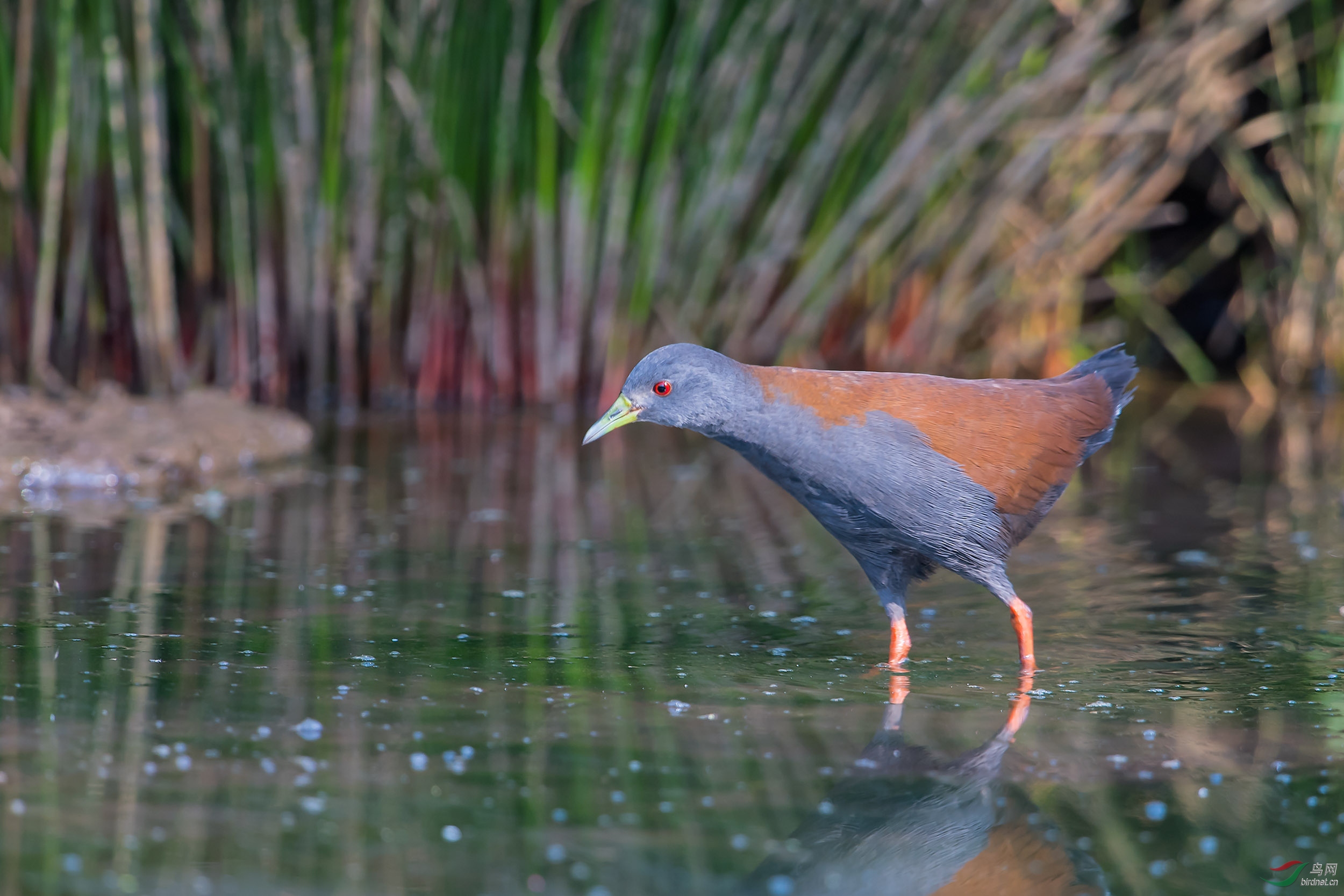 棕背田鸡棕背田鸡祝贺荣获首页精华