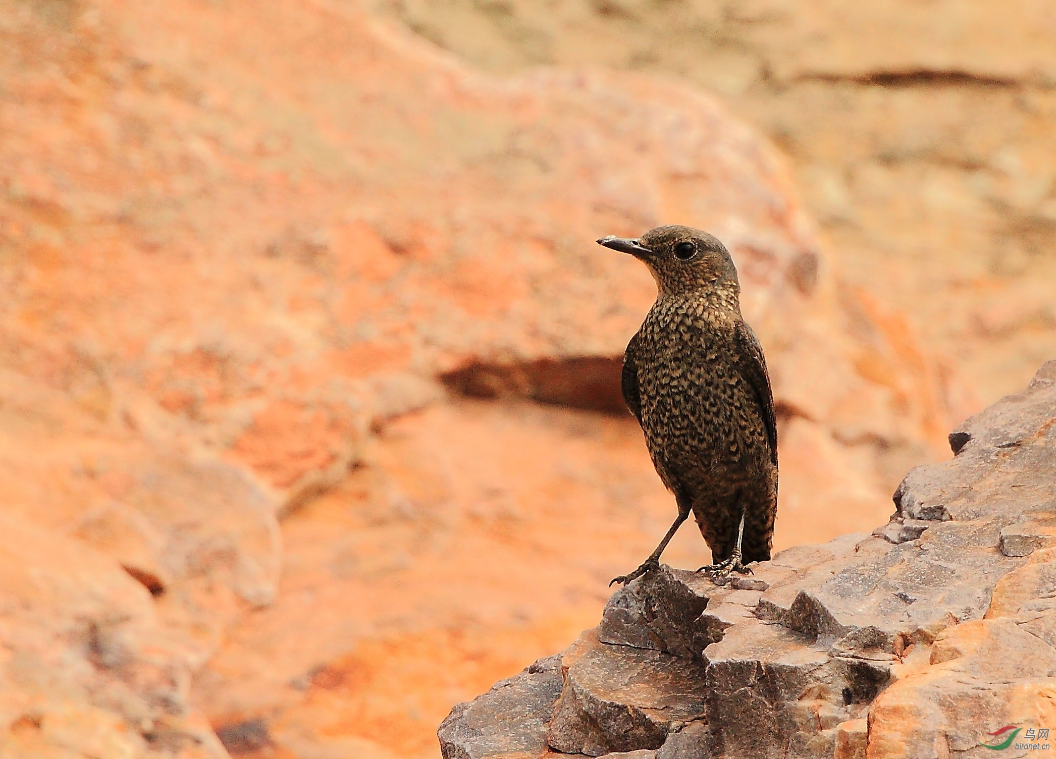 眺望蓝矶鸫雌鸟
