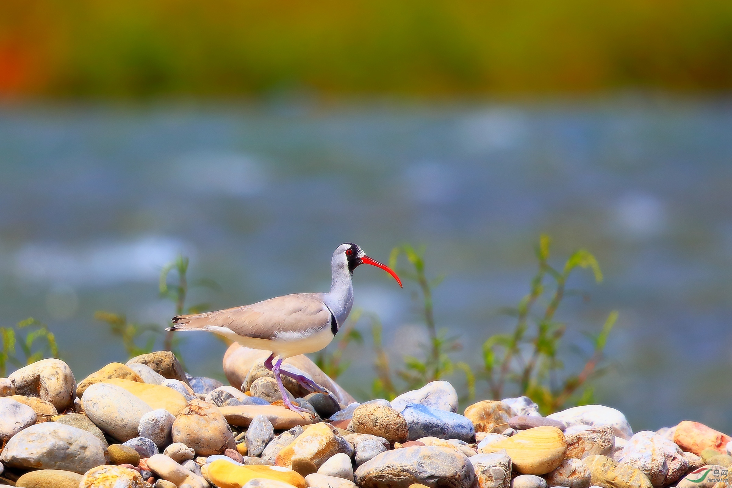 江边漫步【鹮嘴鹬】贺鸟已飞过老师荣任北京版版主!