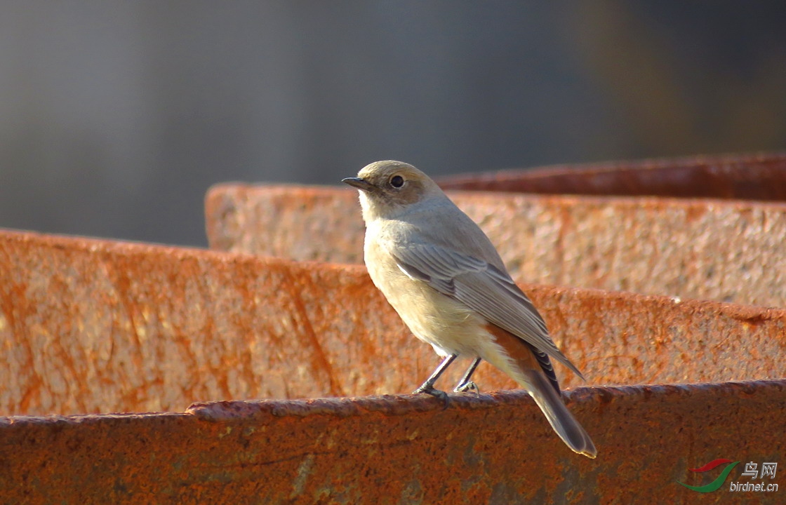 濒危物种棕夜鸫