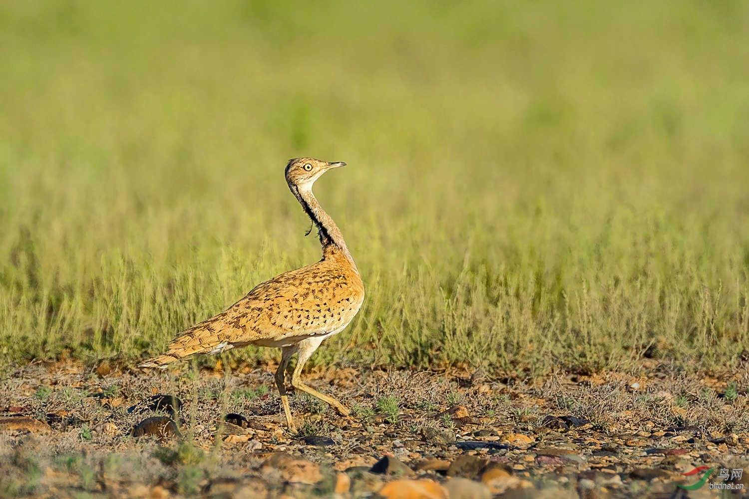 波斑鸨荣获每日一图