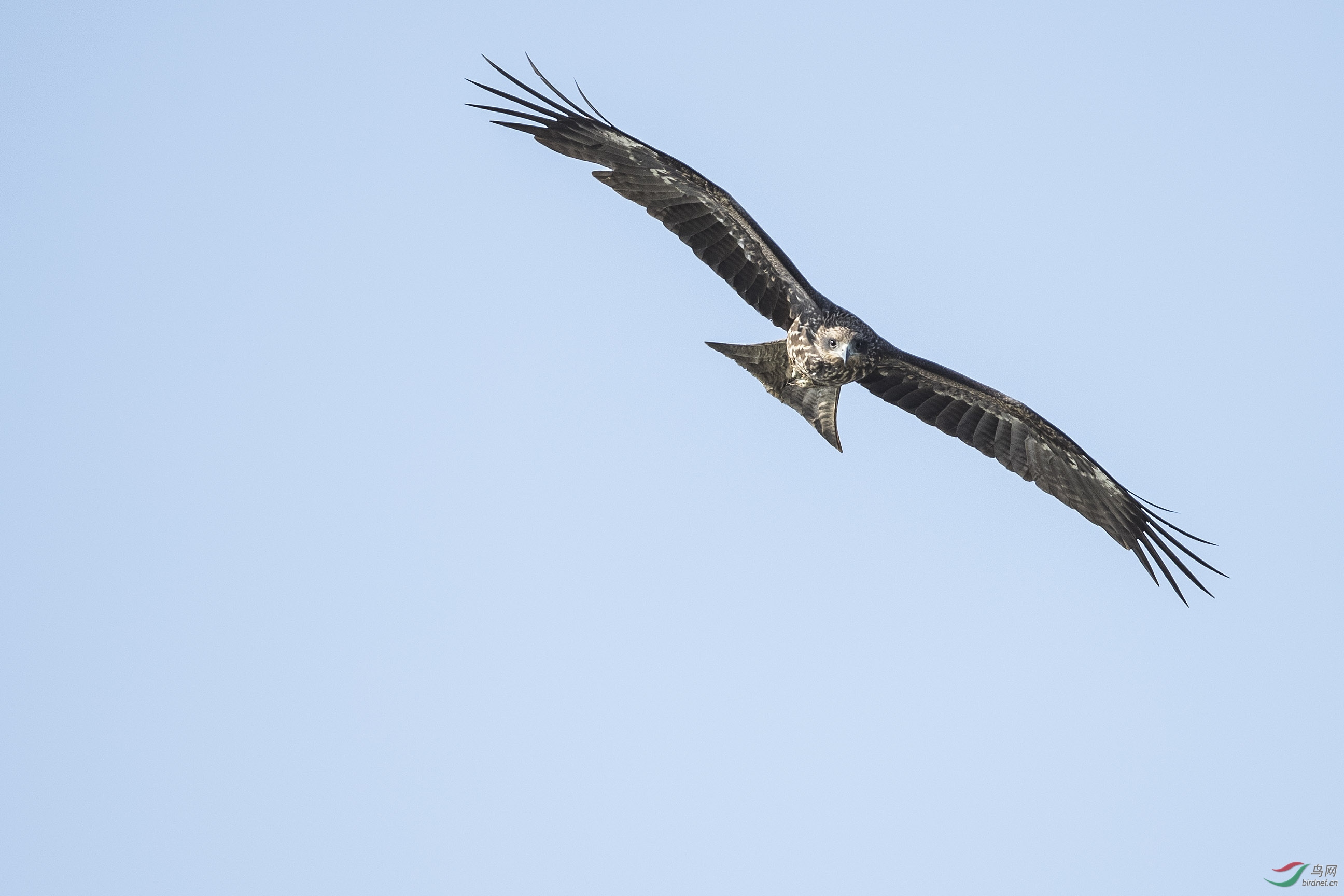 翱翔蓝天的雄鹰