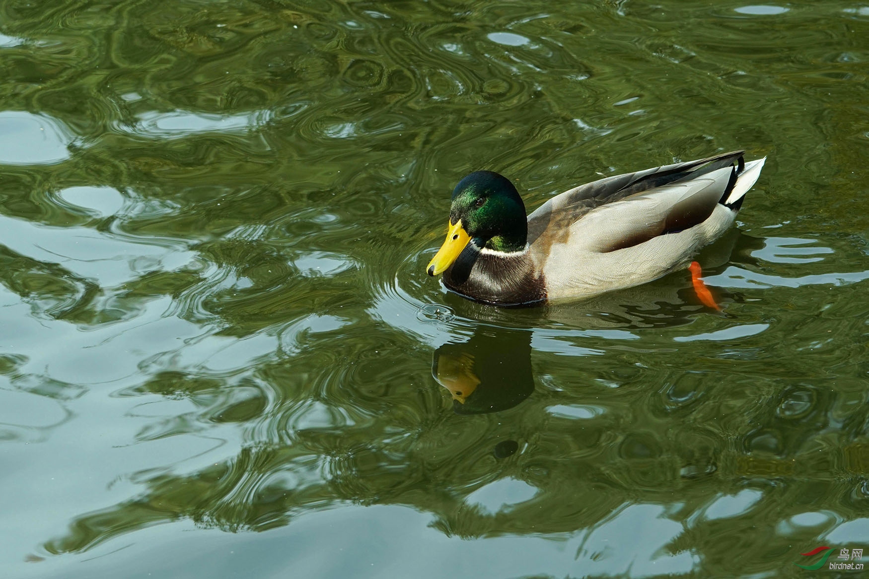 老师们周末快乐靓丽的秋鸭