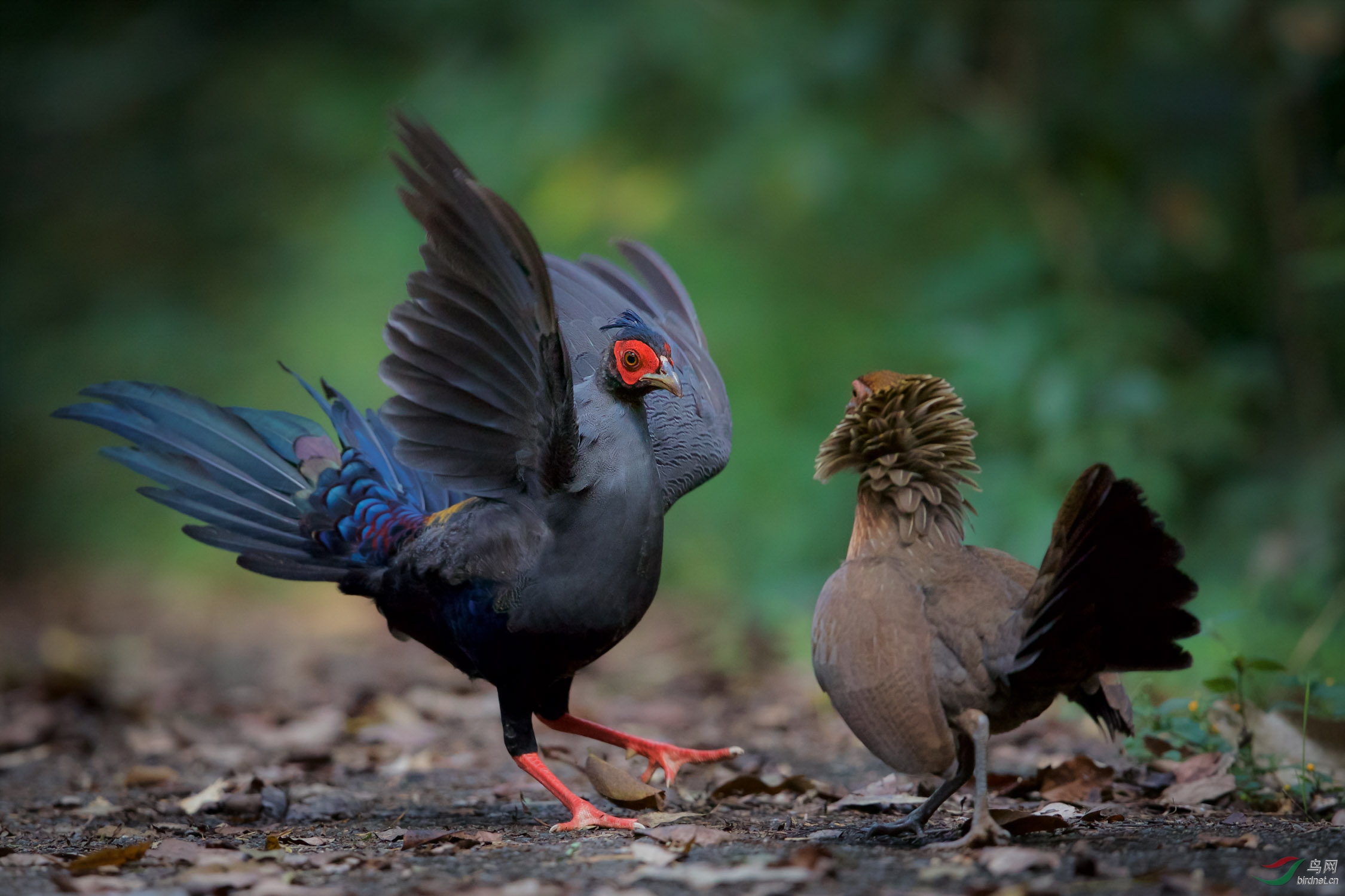 勇敢的小小火背鹇