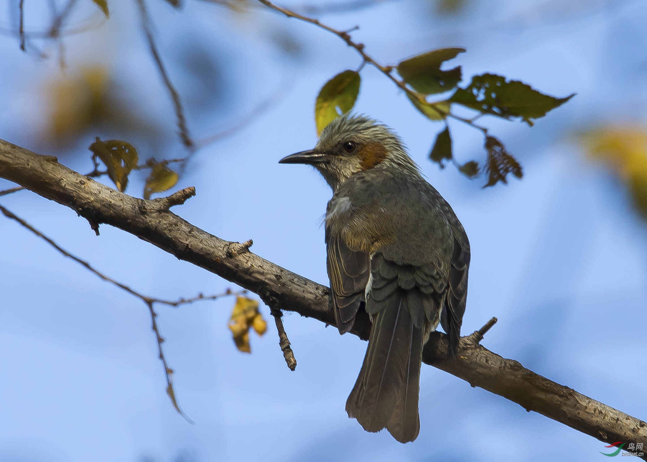 栗耳短脚鹎现身奥森