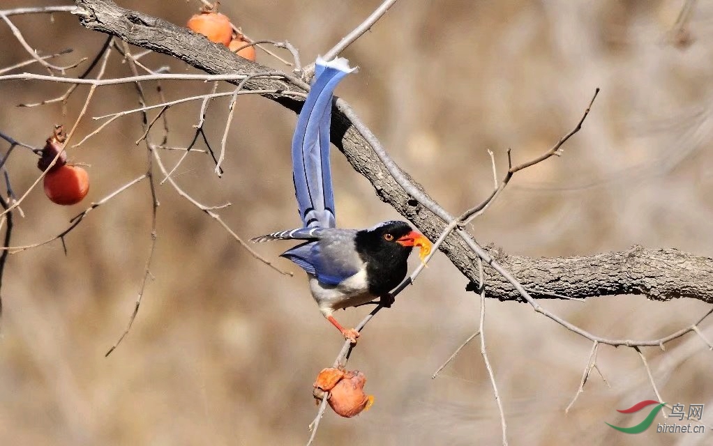 红嘴蓝鹊吃柿子.jpg
