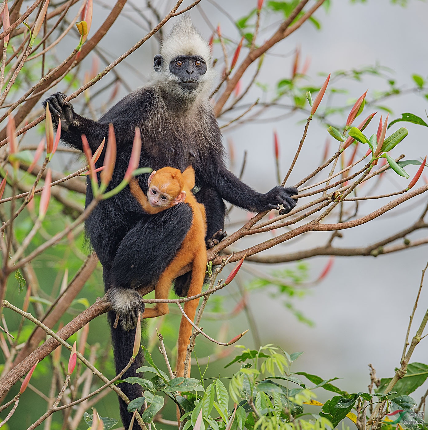 白头叶猴(母子)