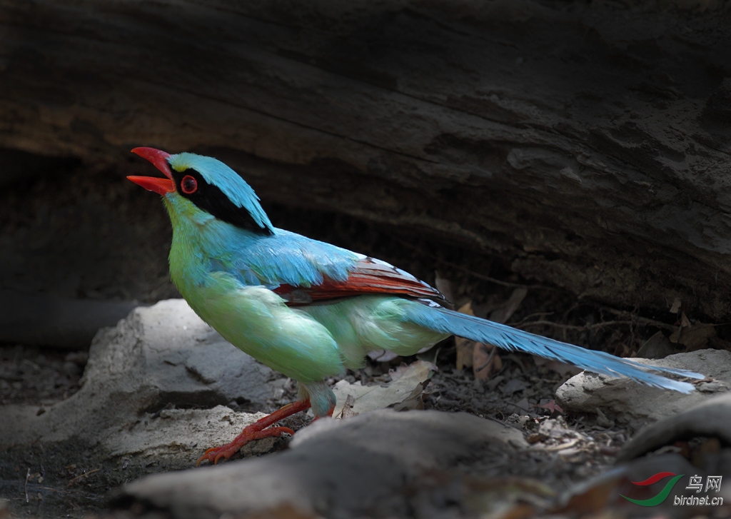 原始森林里的蓝绿鹊