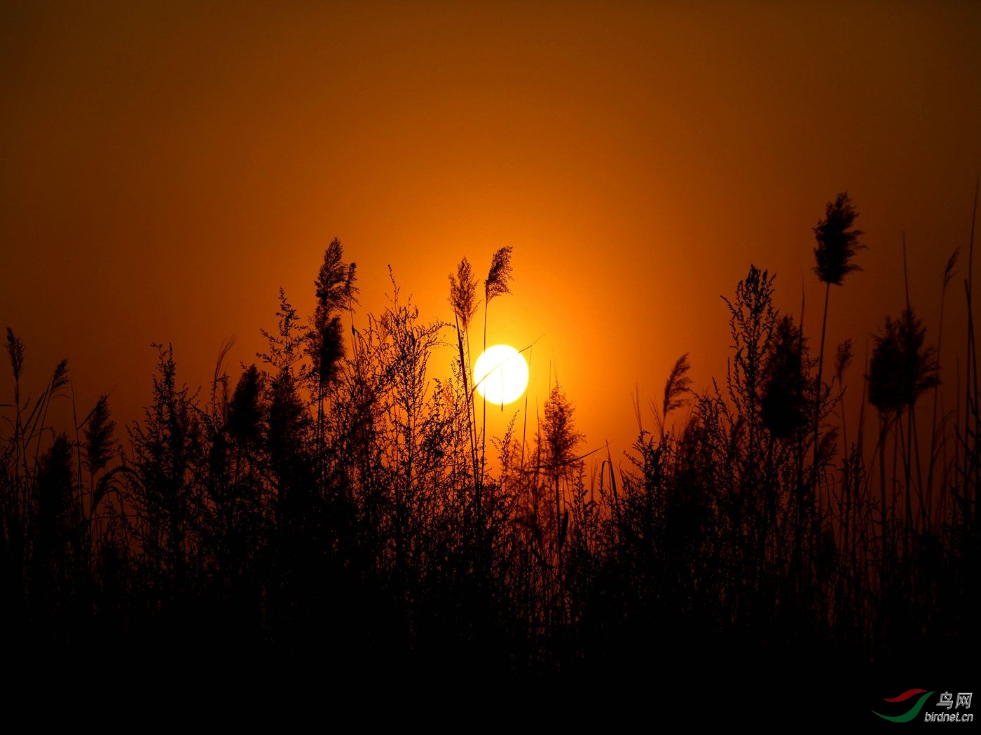 夕陽紅