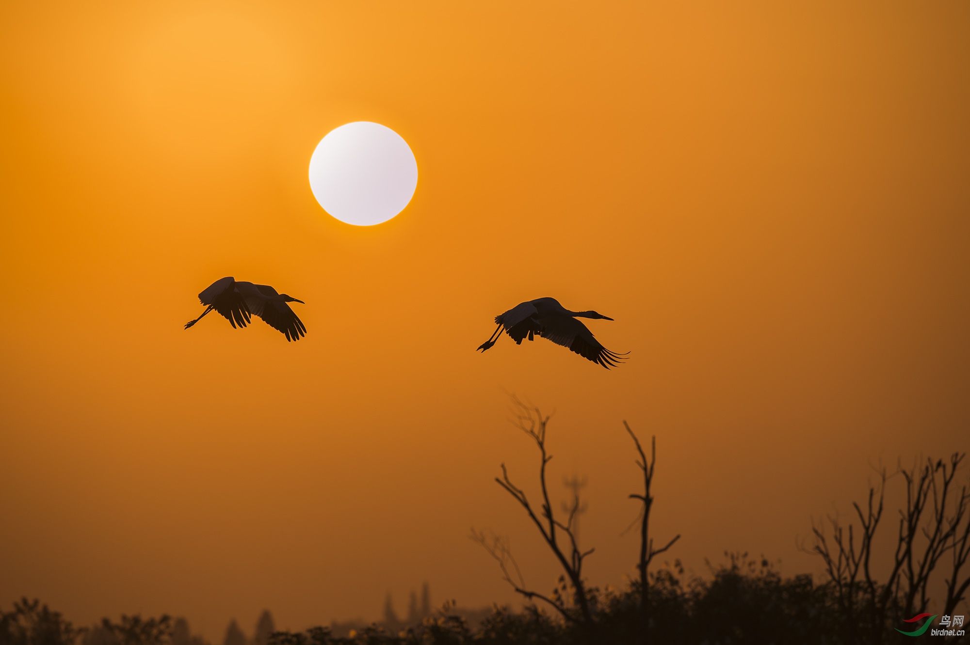 夕阳芦苇飞鸟图片图片